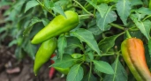 Когда и чем кормить в теплице перцы в июне?