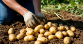 Лучшие народные средства для удобрения картошки летом