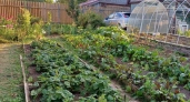 Что запрещено делать на дачном участке: 10 правонарушений, за которые вас ждет штраф - запомните раз и навсегда