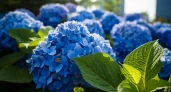 Не зола и не мочевина: знаю, чем подкормить гортензию в июне - царские соцветия с пышными шапками по 35 сантиметров