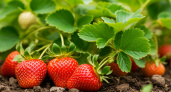 Что нужно делать с клубникой в июне?