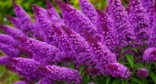 Этот потрясающий многолетник затмит все известные вам цветы: пышные лиловые облака цветут до ноября