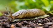 Как избавиться от слизней на участке навсегда?
