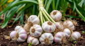 Какое самое лучшее удобрение для чеснока летом?