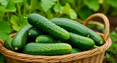 Огурцы дуреют от такой подкормки: проверенный временем рецепт – урожай богаче чем промышленных теплицах