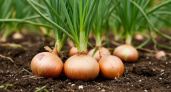 Луковица с два кулака: кормим лук в июле этой копеечной смесью, и он отблагодарит богатым урожаем