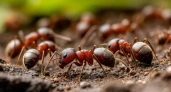 Муравьи сбегут как ошпаренные: нашёл 3 способа, которые за 24 часа очистят дачу от незваных гостей