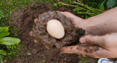 Сосед показал, зачем кладёт куриное яйцо в землю на огороде. Теперь и я так делаю - пользы просто море