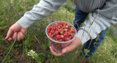 Всё остальное обхожу стороной: почему у придорожных торговцев ягодой можно покупать только 2 ягоды — нарушать нельзя