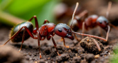 Сбегут сверкая пятками: нашел раствор, которого муравьи боятся как огня — не керосин и не кипяток