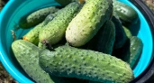 Даю простую подкормку — и листья огурцов снова зеленеют: собираю по ведру зеленцов каждый день