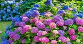 3 манипуляции в августе — и гортензия в следующем сезоне затмит все на свете: шапки диаметром 30 см