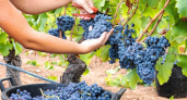 Ускоряю созревание винограда «дедовским» способом — кисти наливаются дружно и быстро, урожай бочками собираю