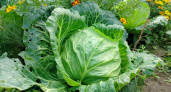 С 25 августа капусте — обязательно: кочаны плотные, сочные и размером с футбольный мяч