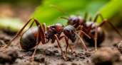 Муравьи свернут удочки и уйдут в закат: 3 верных способа борьбы — решение для всех