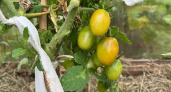 5 средств с кухни спасут от кладоспориоза — химией томаты больше не травим, спасаем урожай без нее