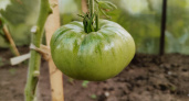 Не сорт, а бомба – за семенами этих томатов дачники охотятся круглый год