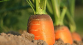 Только 2 признака подскажут зрелость моркови – календари и благоприятные дни не в счет