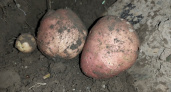 90% дачников допускает эту ошибку при уборке картофеля – сделает «дряблым» весь урожай 