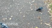 Волгоградские остановочные павильоны стали смертельной ловушкой для птиц: их не замечают. 