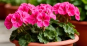 Из серой мышки в королеву подоконника: как пробудить герань к бесконечному цветению