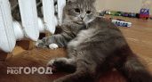 В Волгограде ужесточат штрафы за срыв подготовки к холодам