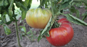 Не сорт, а мечта дачника: выдает плоды как ошалелый даже в "поганое" лето – томатный завод