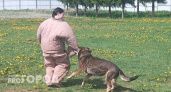 «Одичалые твари»: депутат от Волгоградской области потребовал защитить россиян от нападений собак