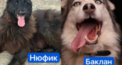 Собаки Нюфик и Баклан готовятся к переезду из волгоградского приюта за границу