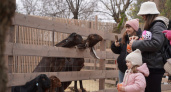 В Центральном парке Волгограда с 28 ноября открылся парк с козами и альпаками