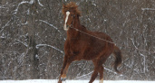 Жестокий рейд на конюшне: в Волжском на лошадей снова напали, пять животных в тяжёлом состоянии