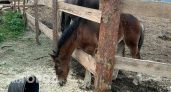 В конном клубе Волжского рассказали, как чувствуют себя отравленные лошади