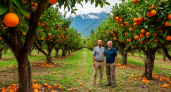 Лучше пусть они сгниют на ветке - собственник сада в Абхазии рассказал, почему качественные мандарины не доезжают до России