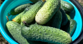 Китайские огурцы сажаю каждый год: не болеют, раннеспелые и хрустящие - 4 сорта, которые завалят урожаем в любом регионе