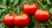 5 сортов томатов для теплицы из серии "посадил и забыл": вкусные и урожайные, а мучений с ними никаких - устойчивы к холодам и болезням