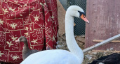 Спасенного в Береславке лебедя назвали Славкой