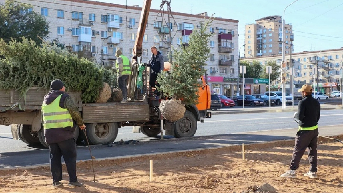 На улице 7-й Гвардейской высадят 35 деревьев и 175 кустарников
